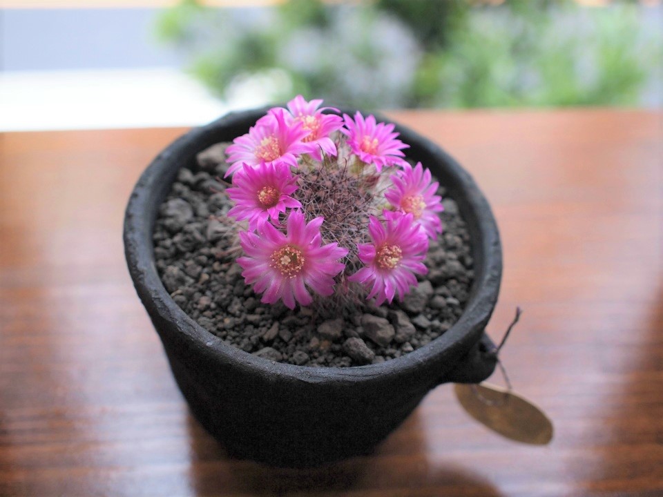 サボテン【ピンク花】 サボテンの花ピンク - ピスタの多肉観察ぶろーぐ